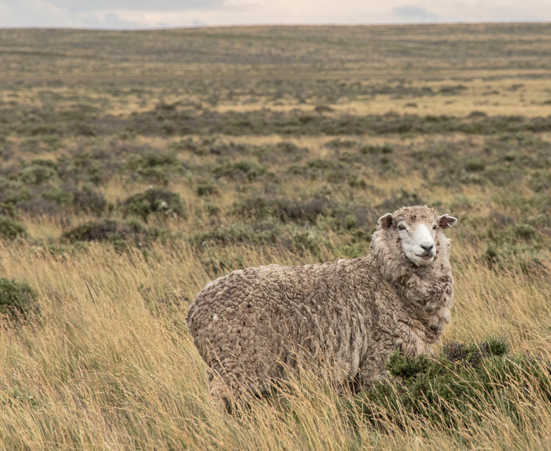 Organic wool from patagonian sheeps