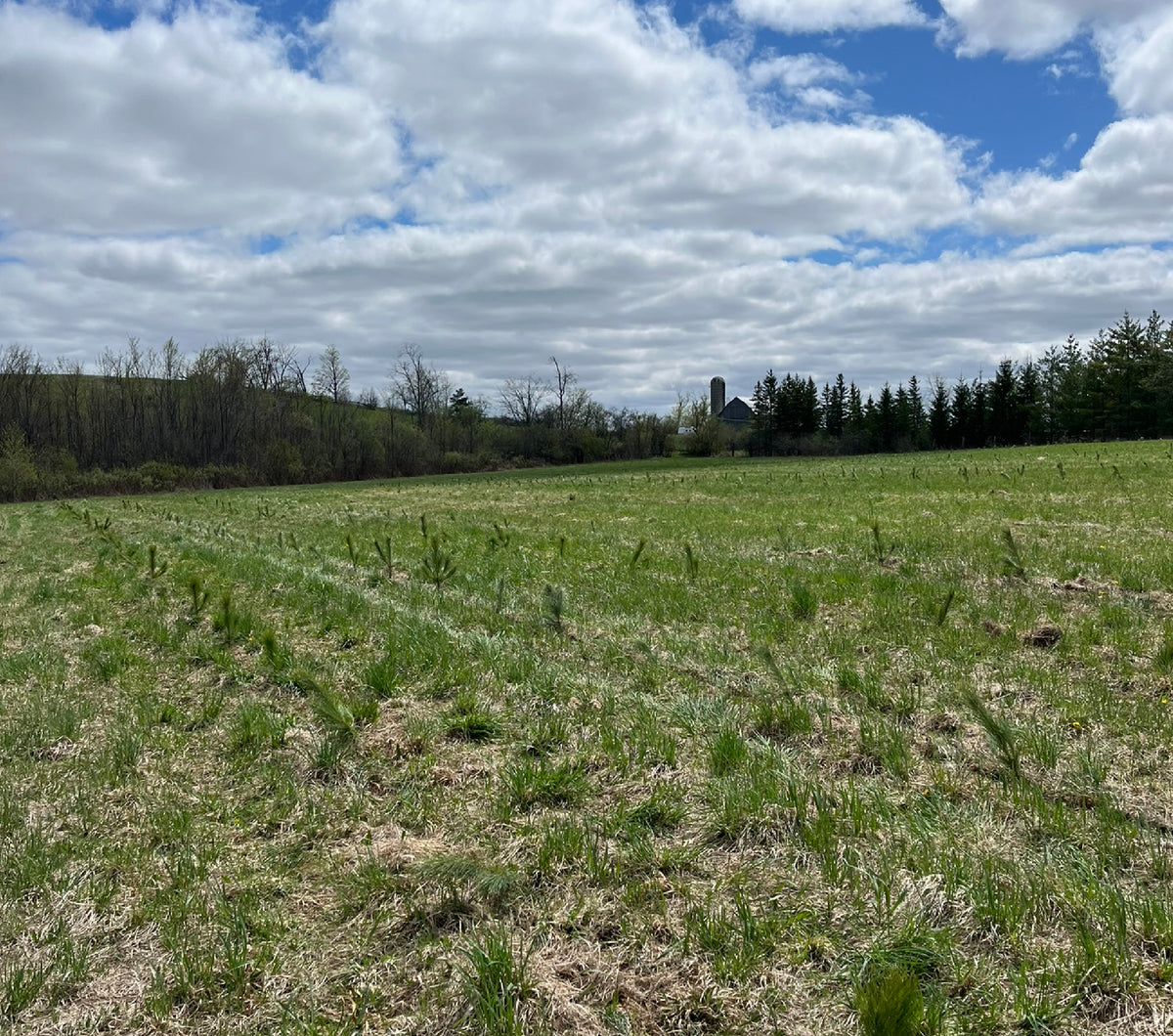 Help Grow Canadian Forests