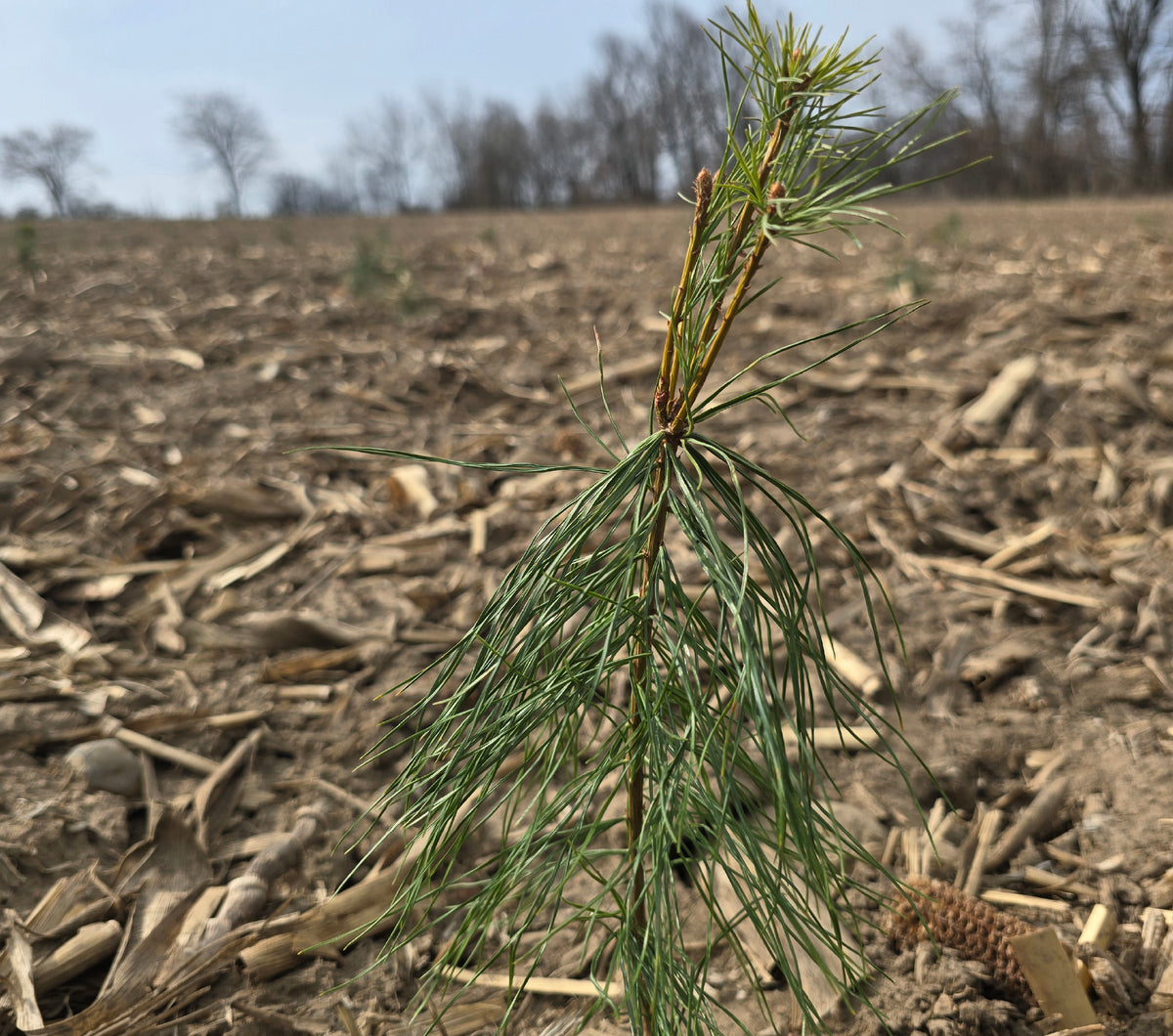 Help Grow Canadian Forests