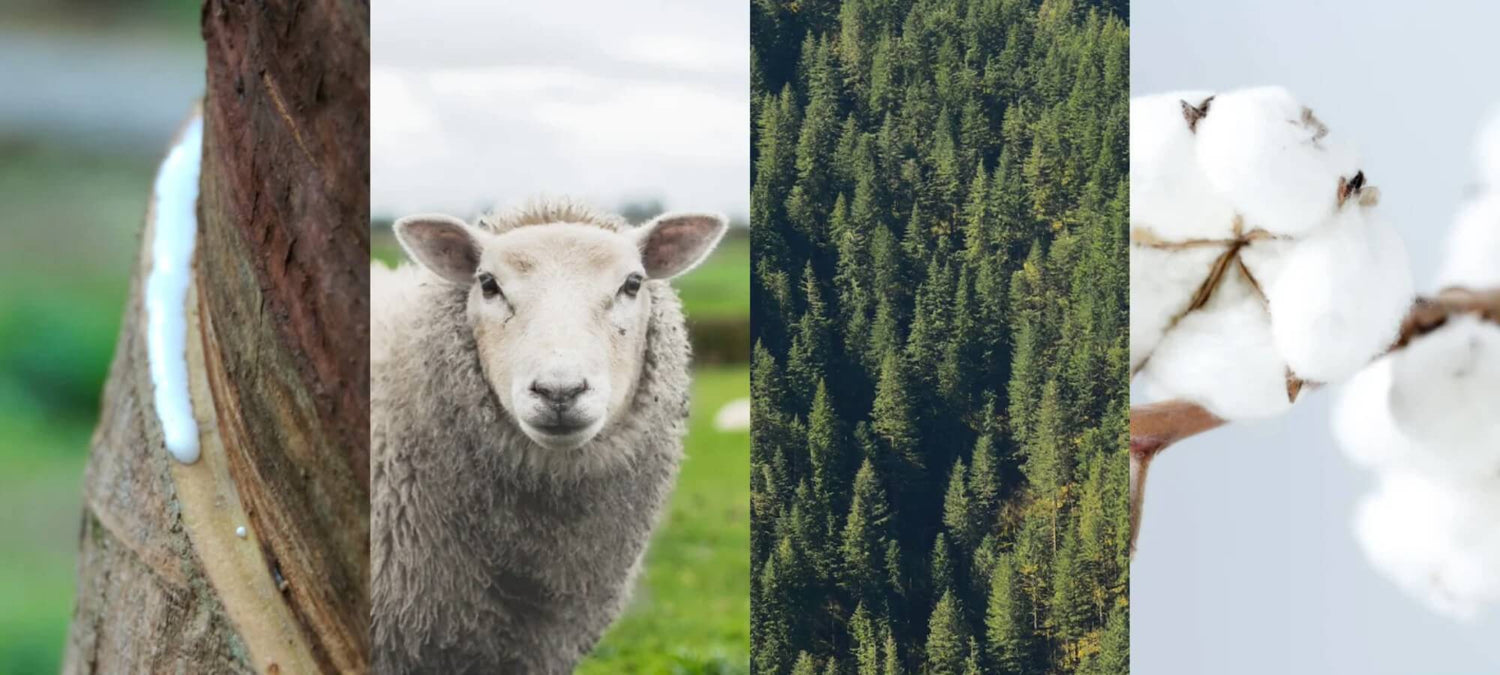 there are four images: the first is a close-up of a rubber tree, the second is a sheep, the third is a panoramic view of a forest and the last one is a cotton branch